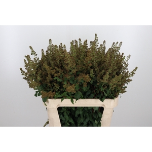 Spiraea Sal Pink Inn Sead