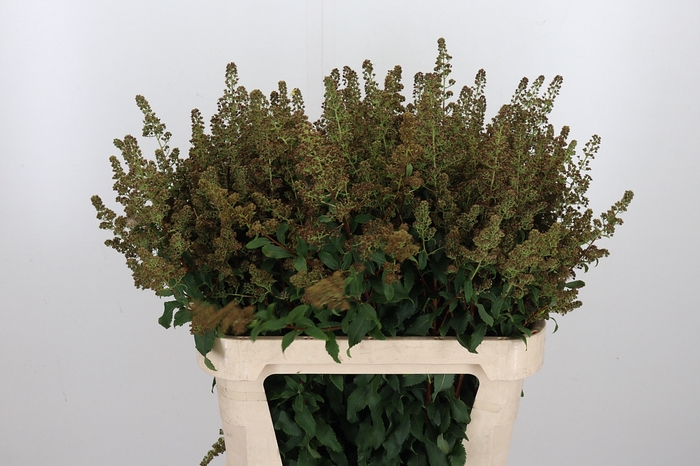 <h4>Spiraea Sal Pink Inn Sead</h4>
