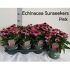 Echina Som Baja Burg Pink