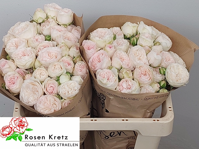 <h4>R TR ROYAL WEDDING</h4>