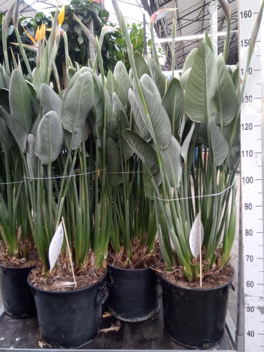 <h4>Strelitzia reg.</h4>