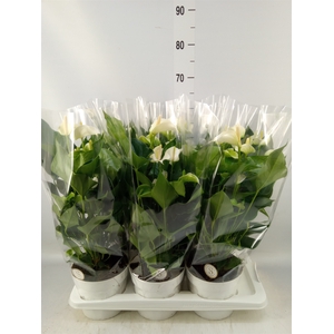 Anthurium andr. 'White Champion'