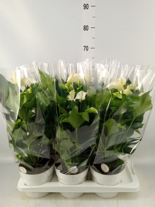 <h4>Anthurium andr. 'White Champion'</h4>