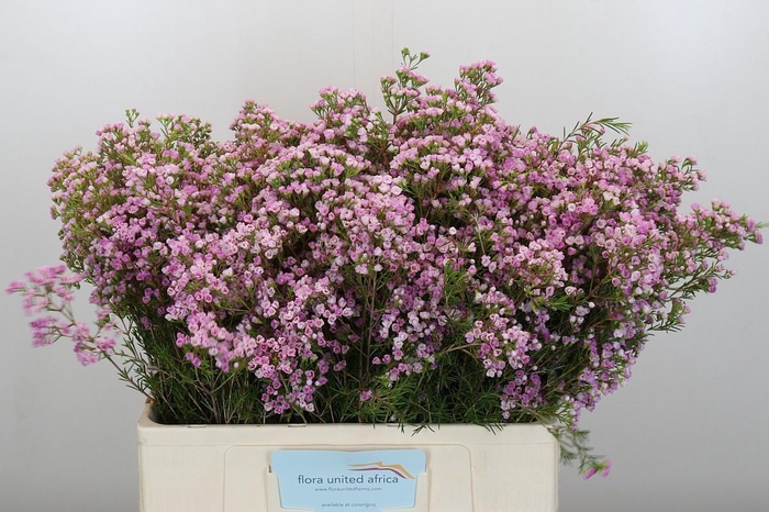 <h4>CHAME UN PIROUETTE</h4>