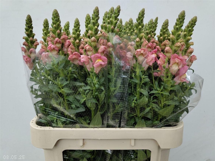 <h4>Antir Antibes Pink</h4>