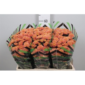 Chr S Ellison Salmon