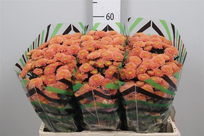 <h4>Chr S Ellison Salmon</h4>