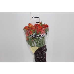 ALSTROEMERIA PARTY 080 CM