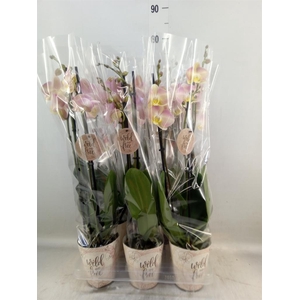 Phalaenopsis   ...