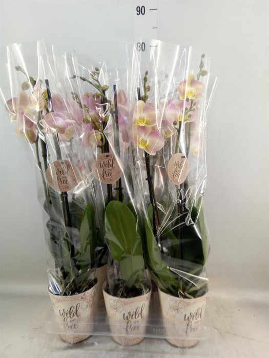 <h4>Phalaenopsis   ...</h4>