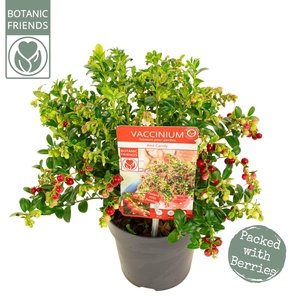 Vaccinium vitis-idaea 'Red Candy' ®