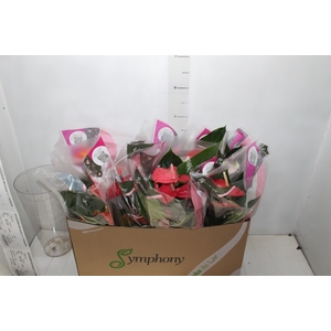 ANTHURIUM VARIADO P15