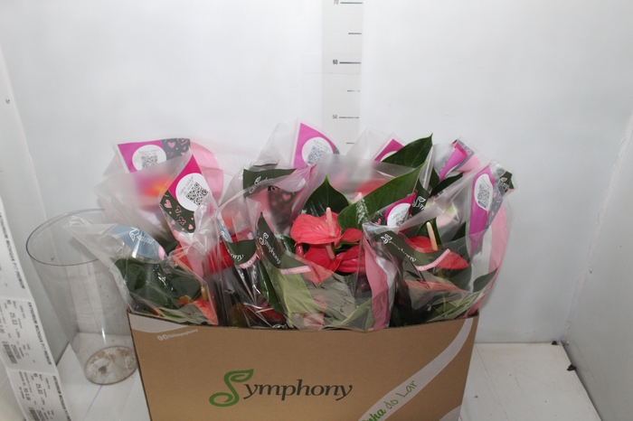 <h4>ANTHURIUM VARIADO P15</h4>