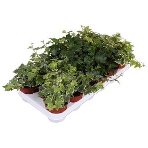 Hedera helix gemengd