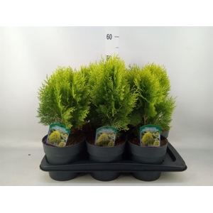 Platycladus orient. 'Aurea Nana'