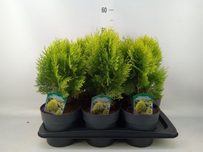 <h4>Platycladus orient. 'Aurea Nana'</h4>