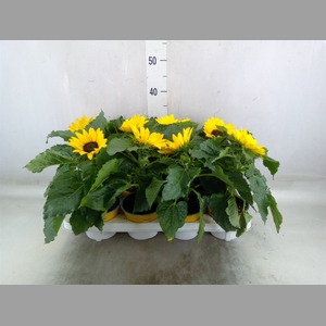 Helianthus an. 'Sunsation'