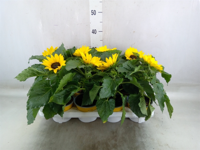<h4>Helianthus an. 'Sunsation'</h4>