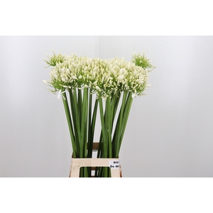 Agapanthus Meoni