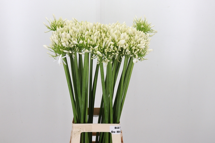 <h4>Agapanthus Meoni</h4>