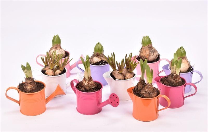 <h4>Zink gieter/kannetje kl.mix 8cm</h4>