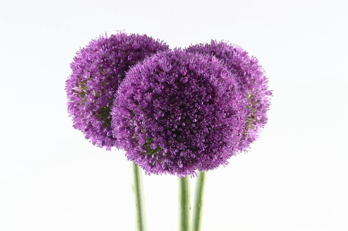 <h4>Allium Ambassador Super</h4>