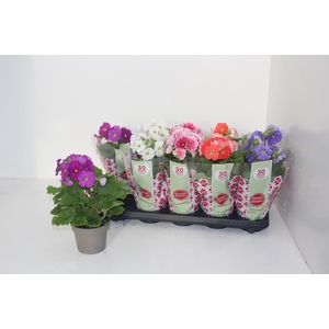 PRIM OB SWEETK A GEM