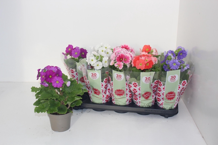 <h4>PRIM OB SWEETK A GEM</h4>