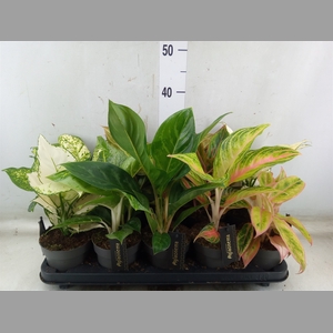 Aglaonema   ...