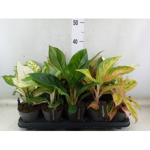 Aglaonema   ...