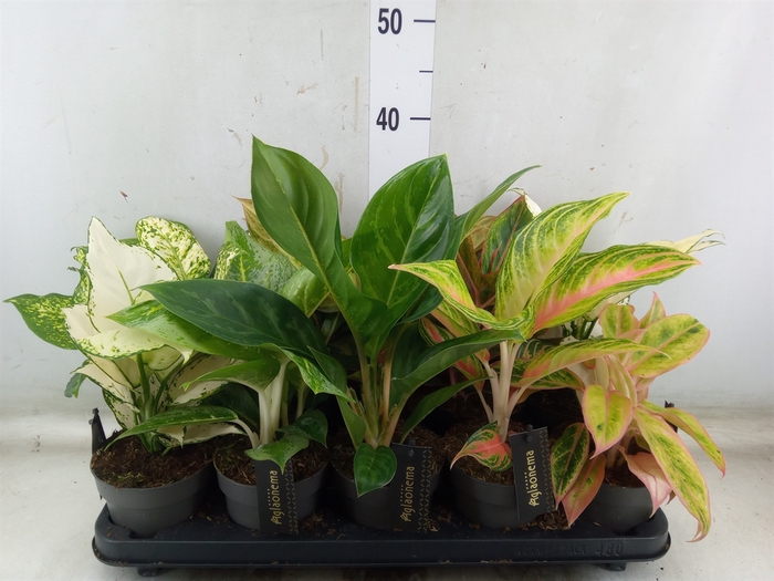 <h4>Aglaonema   ...</h4>