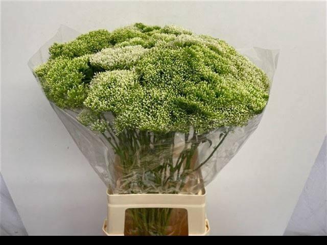 <h4>TRACH LAKE POWELL</h4>