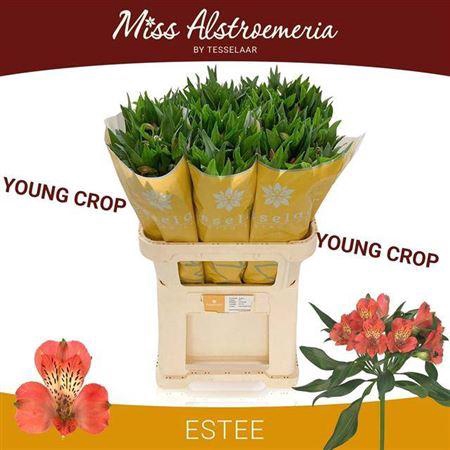 <h4>Alstr Estee</h4>