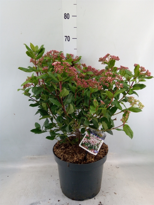 <h4>Viburnum tinus 'Gwenllian'</h4>