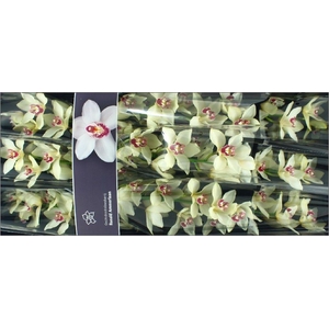 Cymbidium Ivory