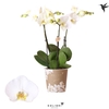 Phalaenopsis wit meer takken