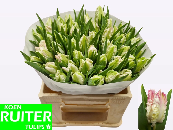 <h4>TU PA CABANNA</h4>