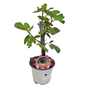 Ficus Carica Bush - 304