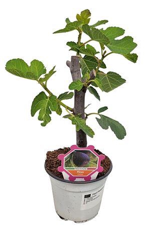 <h4>Ficus Carica Bush - 304</h4>