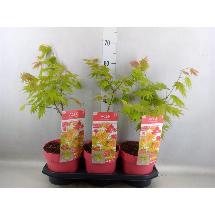 <h4>Acer shirasawanum</h4>