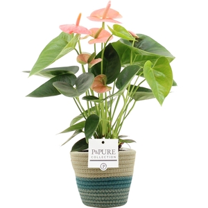 Anthurium Spirit in PURE Valerie basket