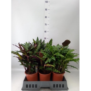 Calathea ...mix