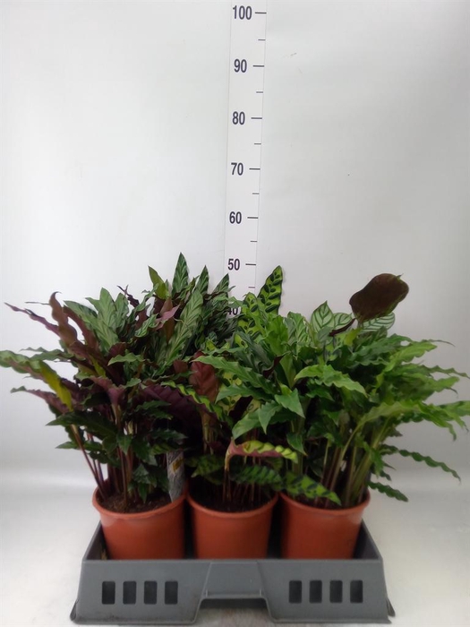 <h4>Calathea   ...mix</h4>