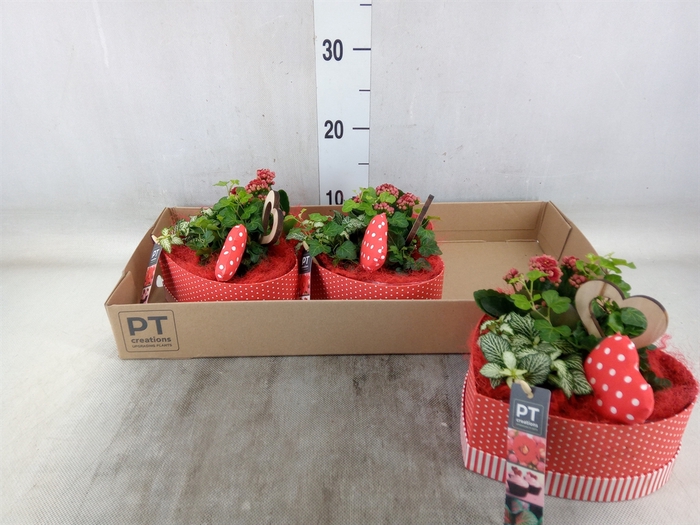 <h4>Arr.   Planten L%</h4>
