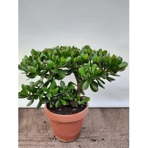 Crassula ovata