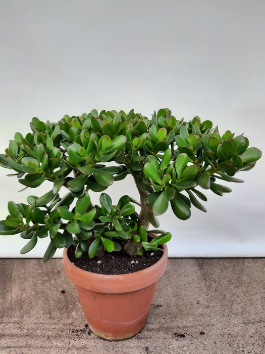 <h4>Crassula ovata</h4>