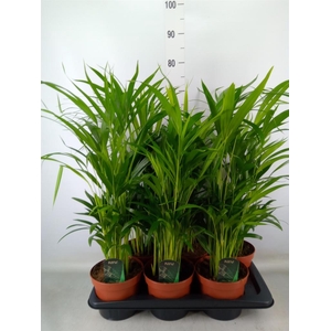 Dypsis lutescens   ...Chrysalidoca