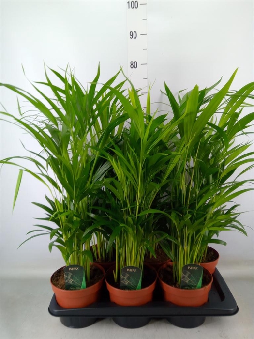 <h4>Dypsis lutescens ...Chrysalidoca</h4>