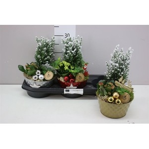 Arr 8401 Zink Schaal Mix Boom