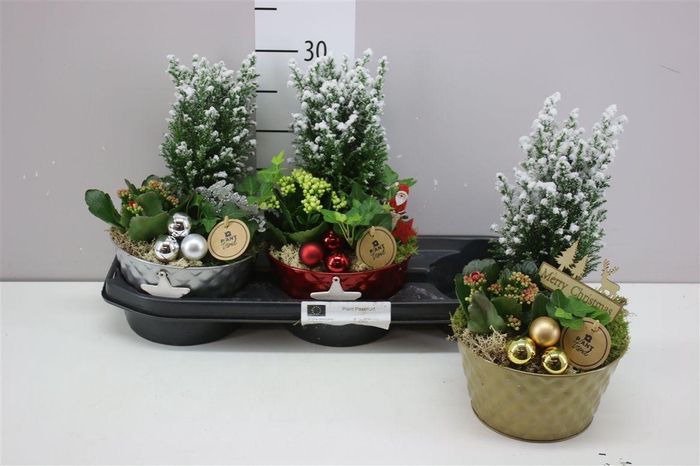 <h4>Arr 8401 Zink Schaal Mix Boom</h4>